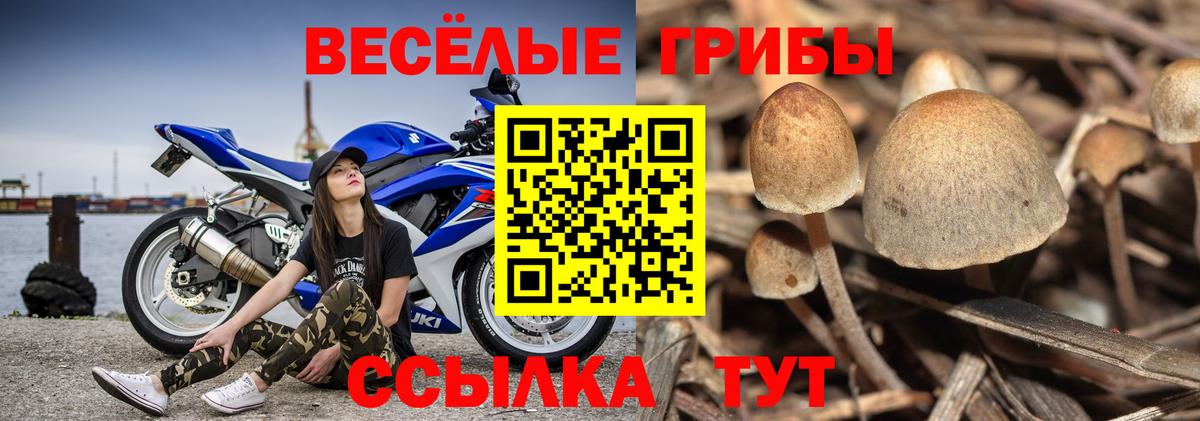 Псилоцибиновые грибы Cubensis Брянск